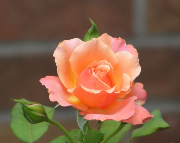 Tuscan Sun photo ts2012_07010010_zpsfc34474e.jpg